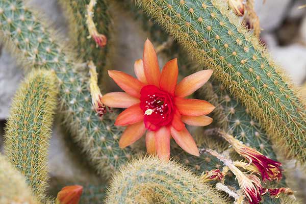 choses a faire a cordoue